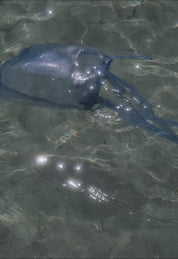 Meduse × Oy Bag in Ice Blue